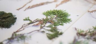 Pelo amor às plantas