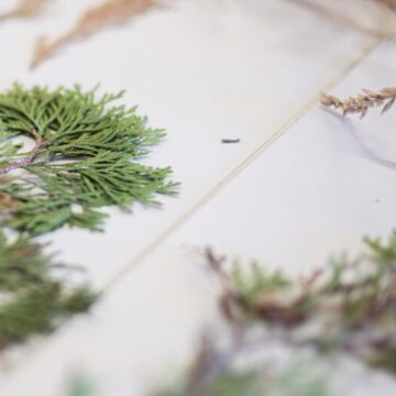 Pelo amor às plantas