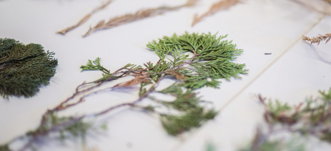 Pelo amor às plantas